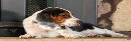 Beagle dogs for sale:  Dustin🐶 - Ad 9