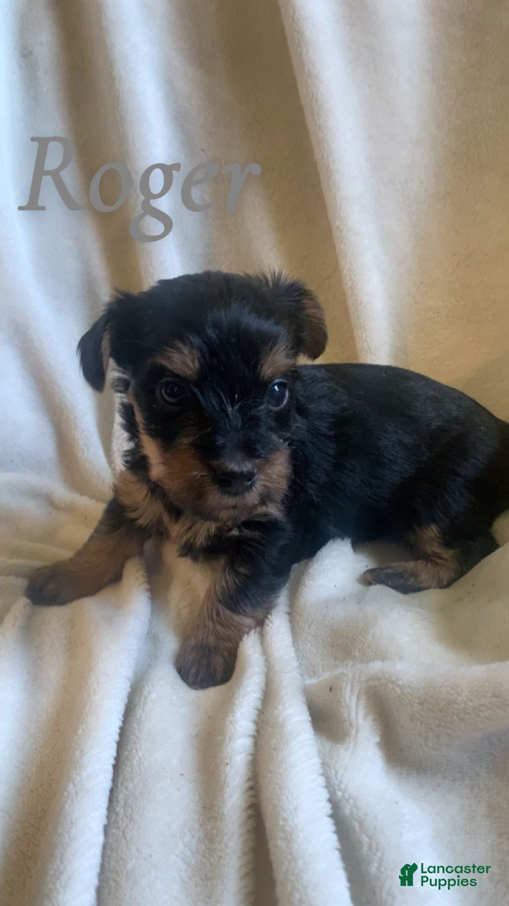 Mixed Breed dogs Mixed Breed Puppy 2 - Ad 41