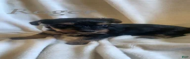 Mixed Breed Puppy 2