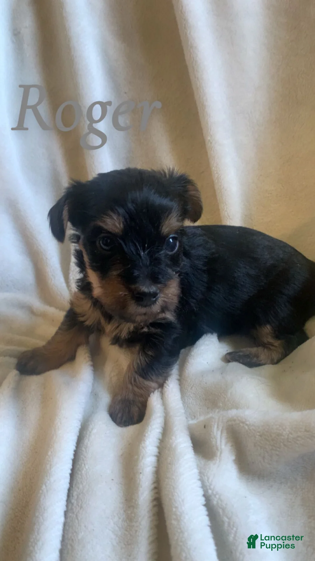 Mixed Breed dogs for sale: Mixed Breed Puppy 2 - Ad 1