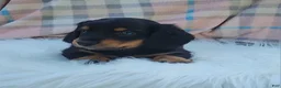 Miniature Dachshund dogs for sale: Vivian  - Ad 33