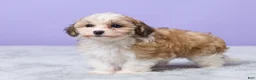 Maltipoo dogs for sale: Heidi - Ad 2