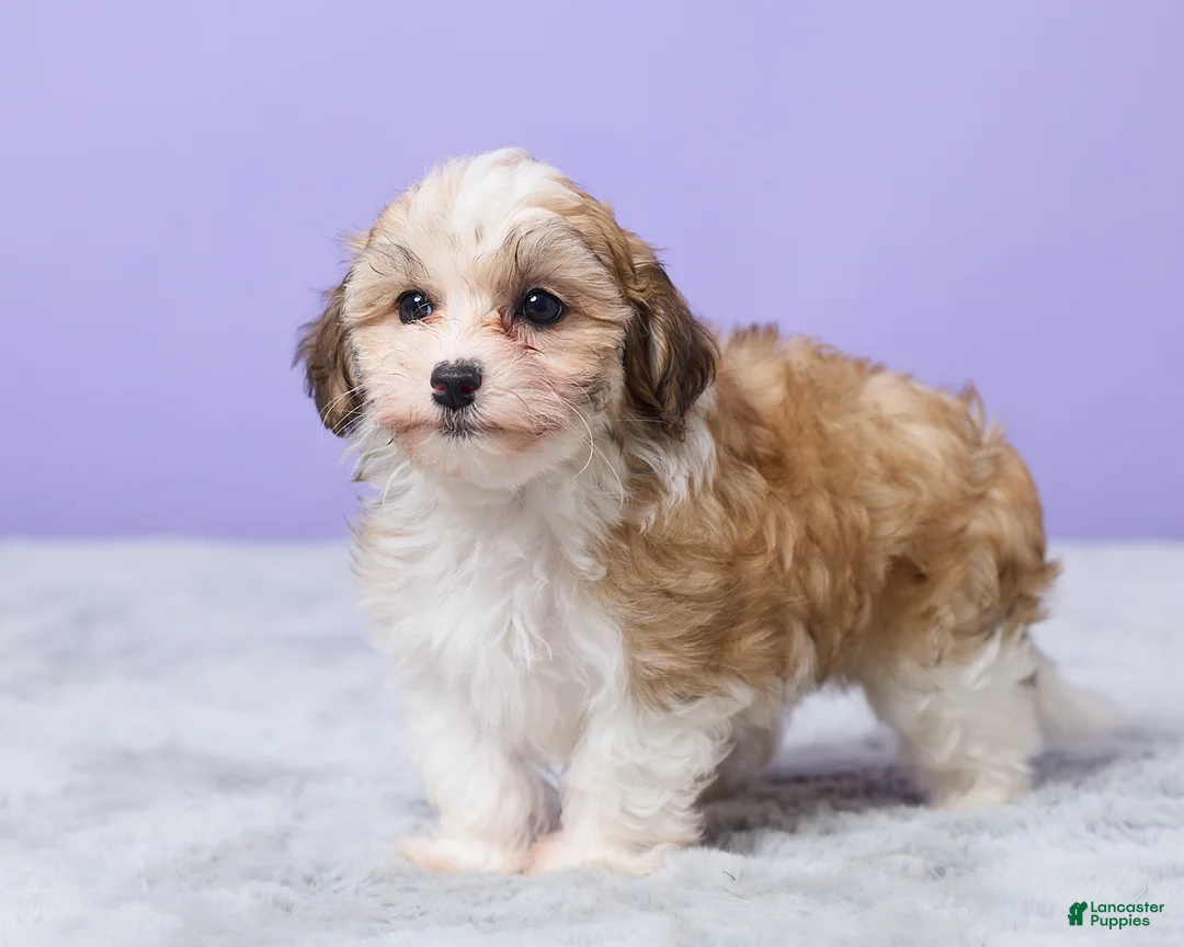 Maltipoo dogs for sale: Heidi - Ad 2