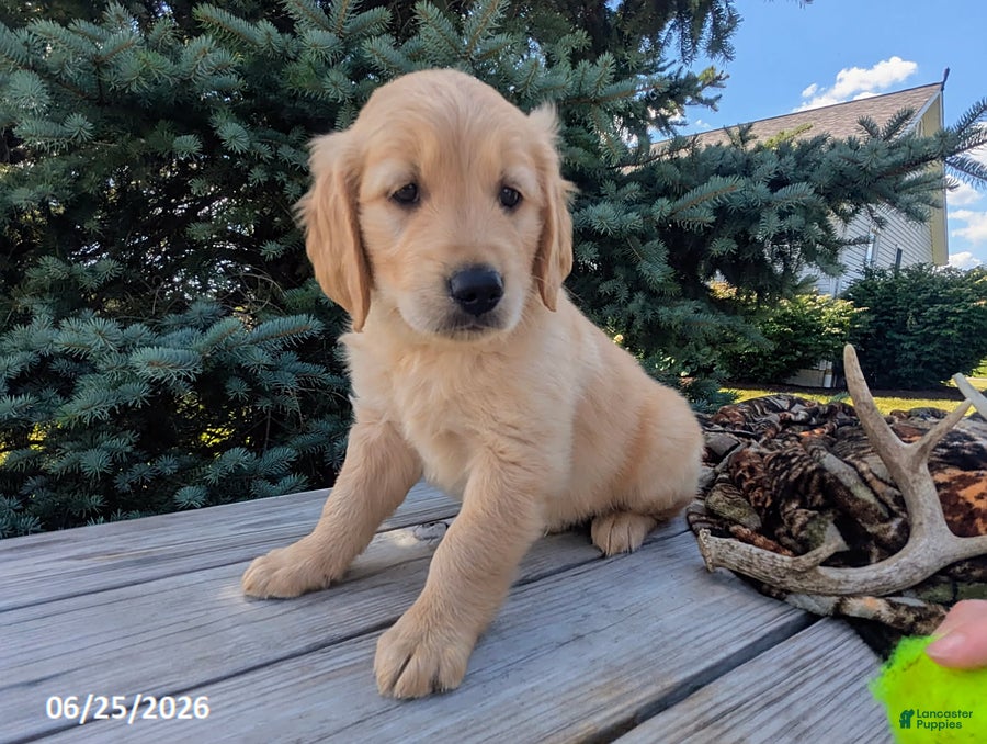 Golden Retriever dogs Ruger - Ad 1