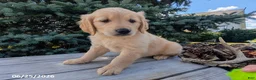Golden Retriever dogs for sale: Ruger - Ad 1