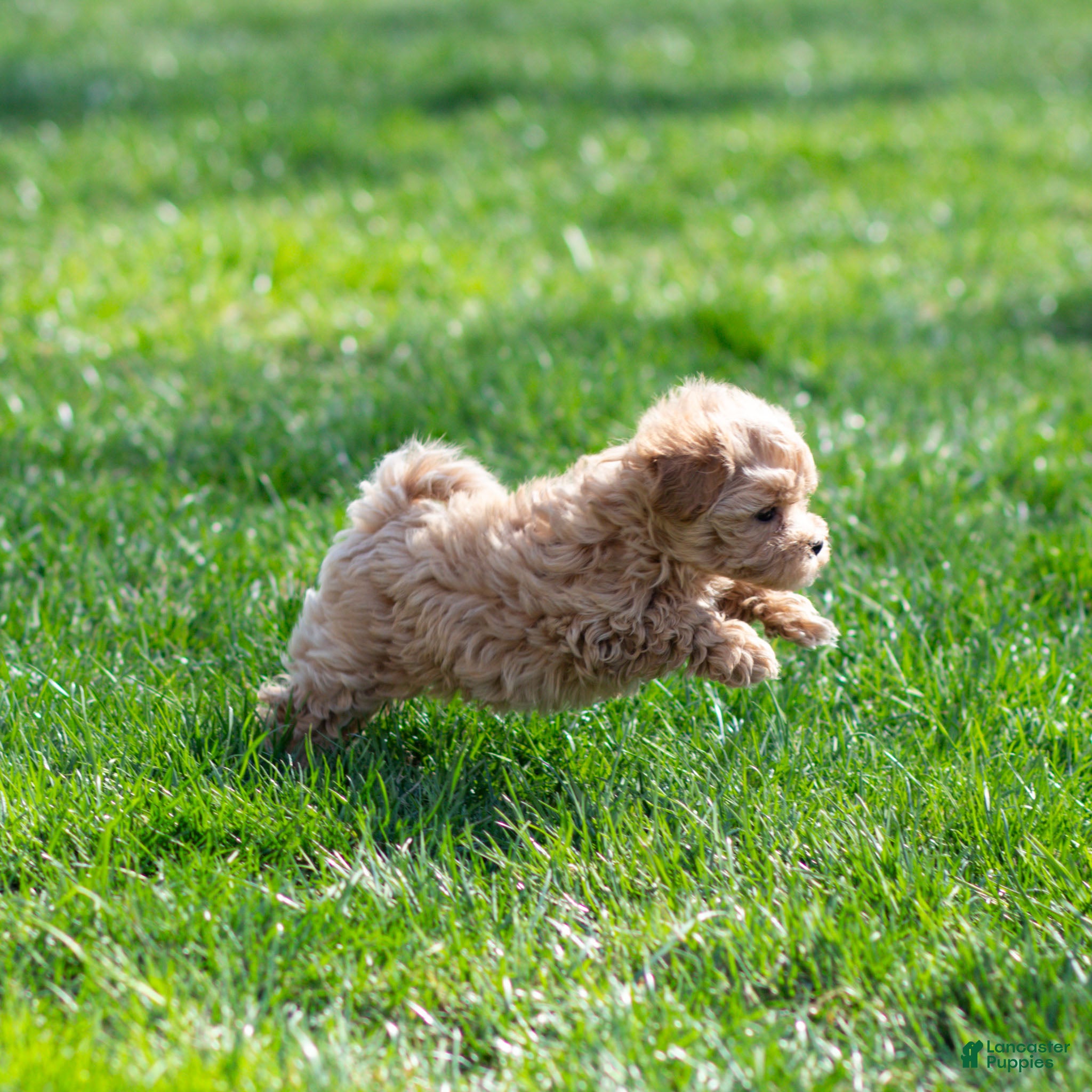 Maltipoo dogs Rose Maltipoo Puppy  - Ad 2