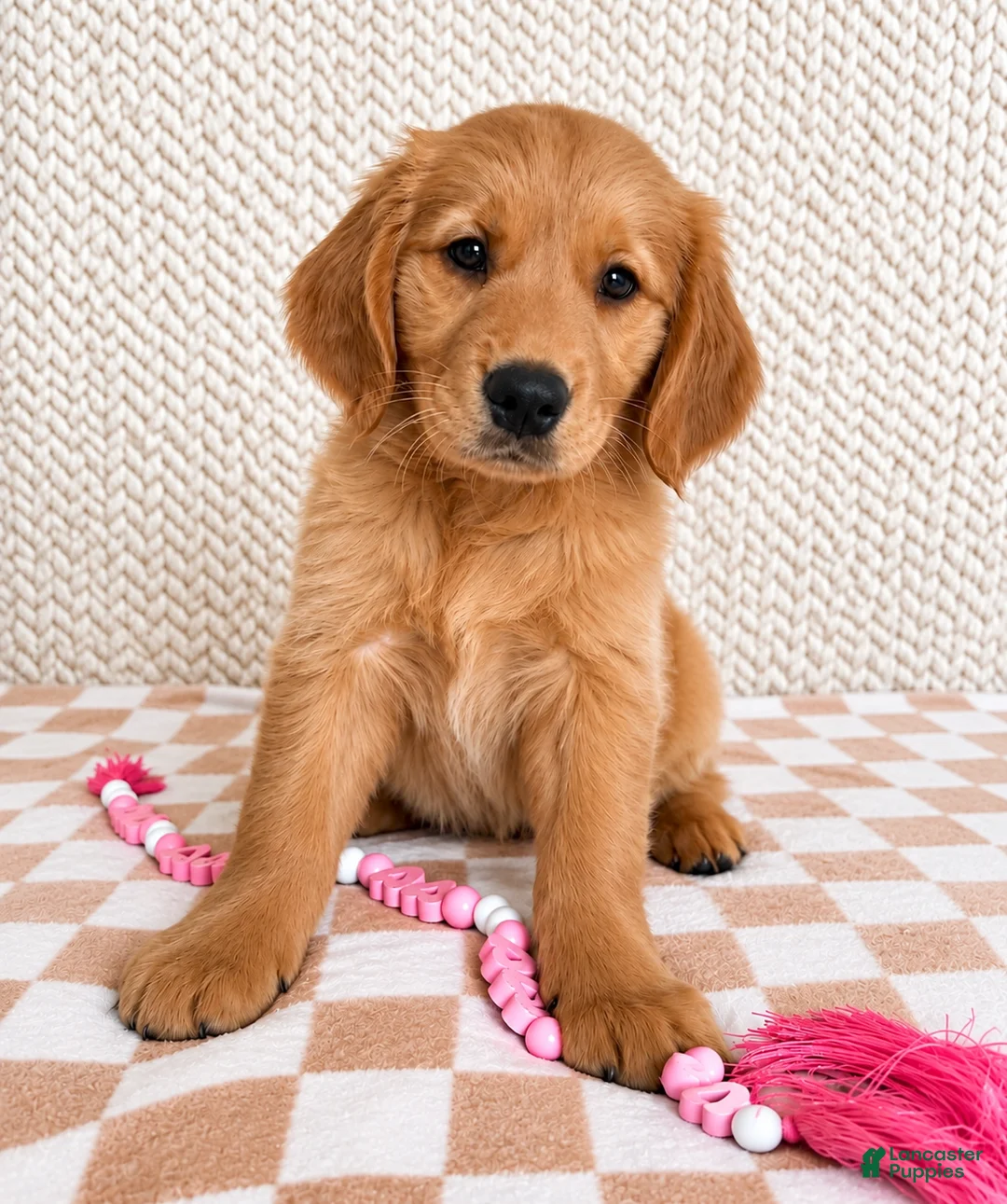 Golden Retriever dogs for sale: Lainey - Ad 1
