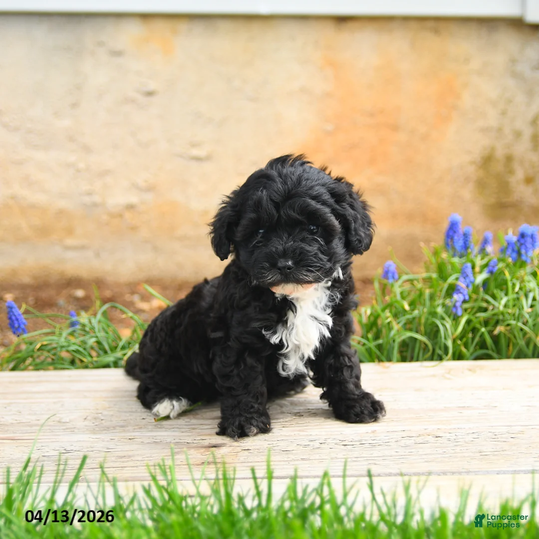 Havapoo dogs for sale: Jasmine - Ad 3