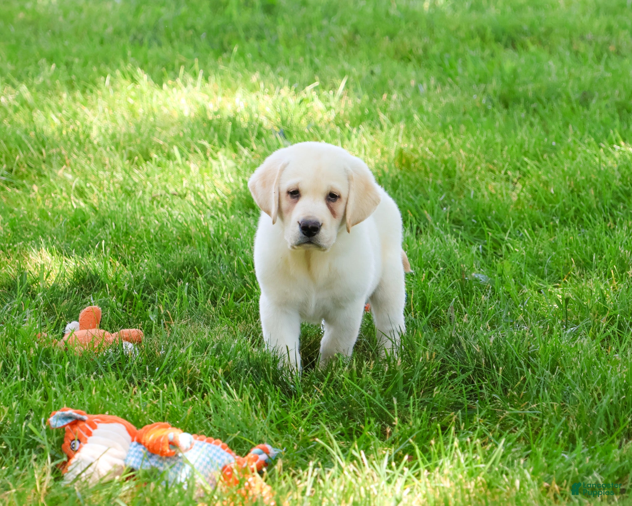 Labrador Retriever dogs Bucky  - Ad 40