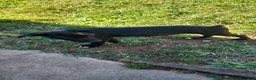 American Pit Bull Terrier dogs for sale: American Pit Bull Terrier 2 - Ad 2
