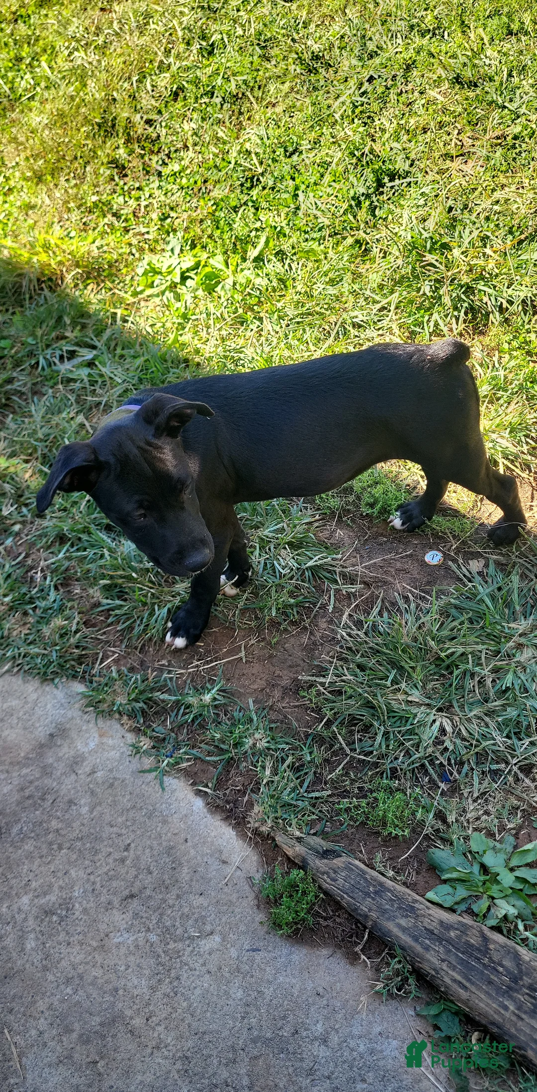 American Pit Bull Terrier dogs for sale: American Pit Bull Terrier 2 - Ad 2