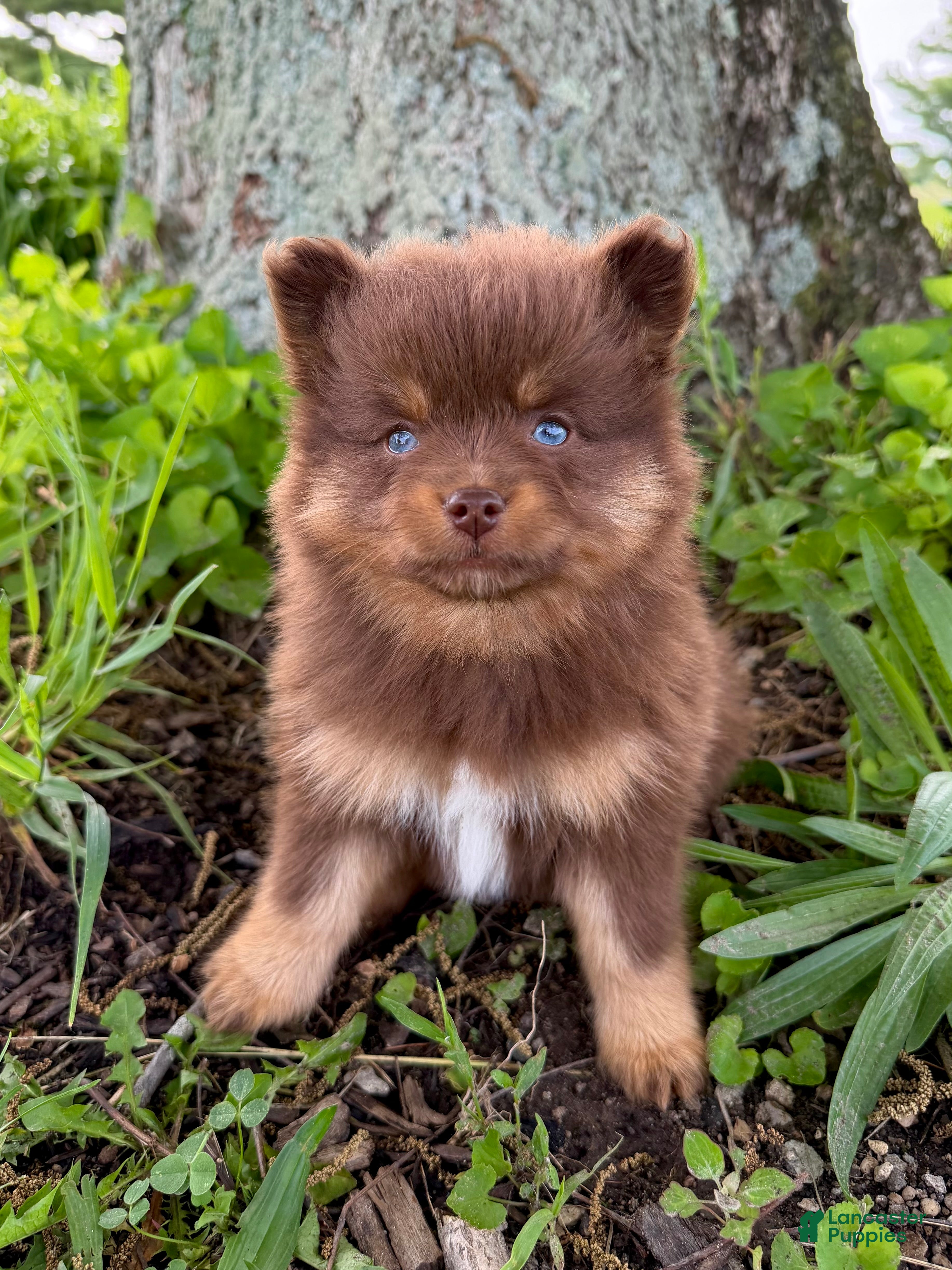 Pomsky dogs Summer - Ad 1