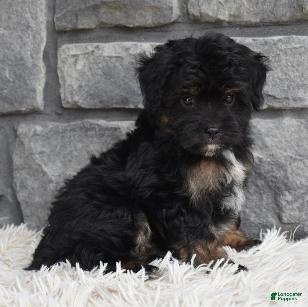 Mini Aussiedoodle dogs Charlie  - Ad 1