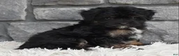 Mini Aussiedoodle dogs for sale: Charlie  - Ad 3