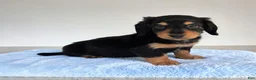 Miniature Dachshund dogs for sale: Oreo - Ad 3