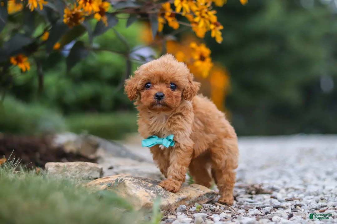 Cavapoo dogs for sale: Luca - Ad 2