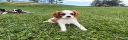 Cavalier King Charles Spaniel dogs for sale: Leon - Ad 1