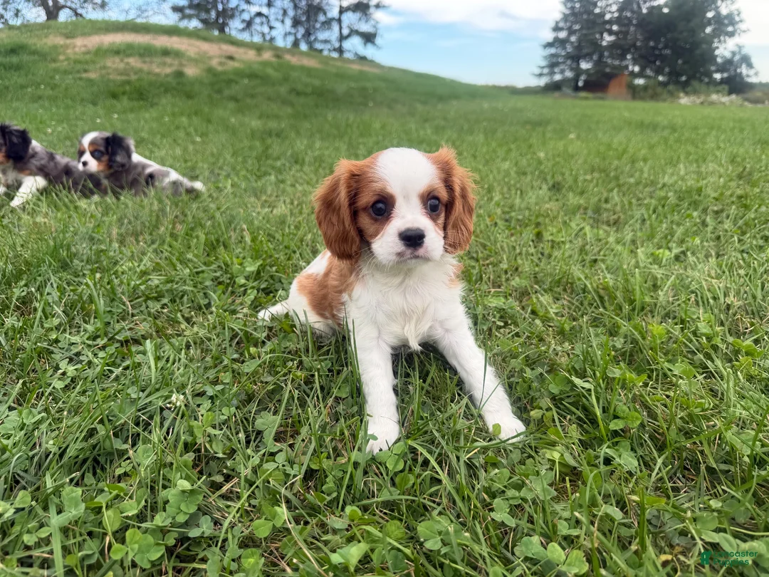 Cavalier King Charles Spaniel dogs for sale: Leon - Ad 1