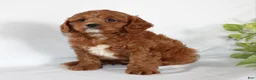 Cavapoo dogs for sale: Cindy - Ad 5