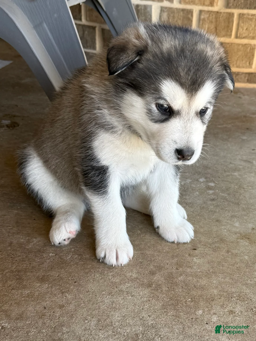 Alaskan Malamute dogs for sale: Alaskan Malamute Puppy 4 - Ad 6