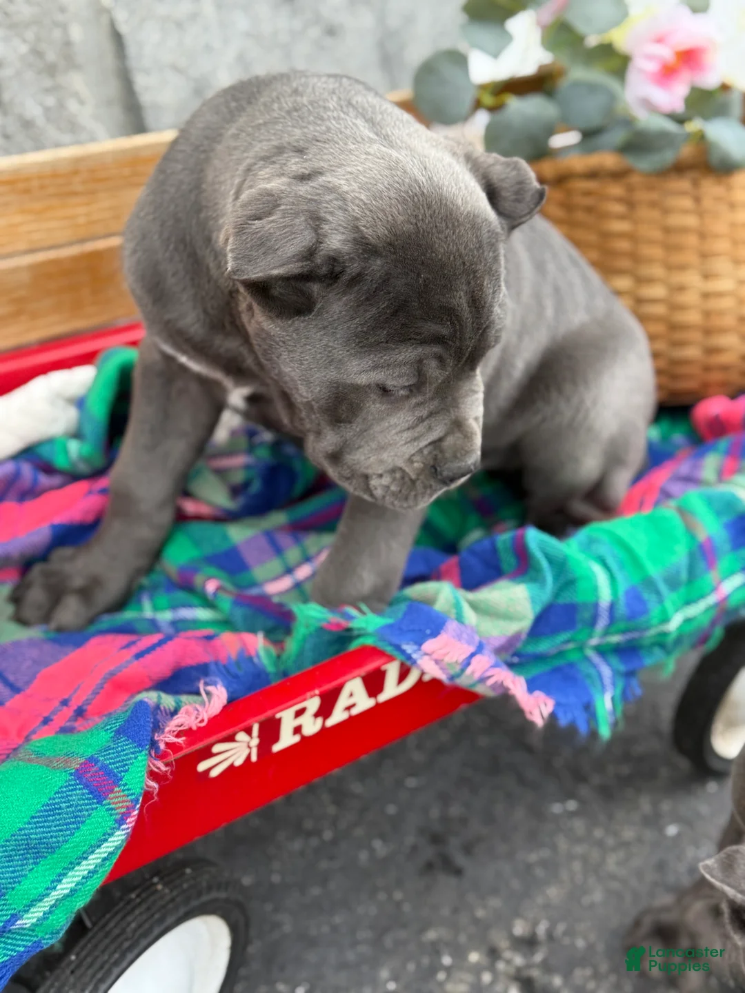 Cane Corso dogs for sale: Butch - Ad 4