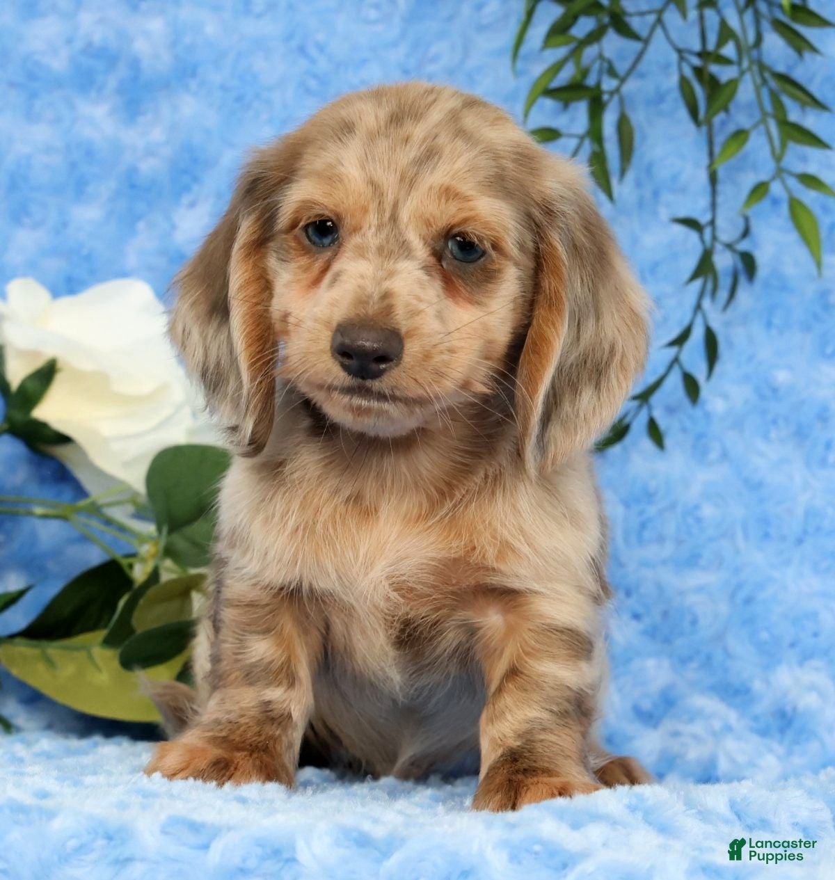 Miniature Dachshund dogs Silas - Ad 2