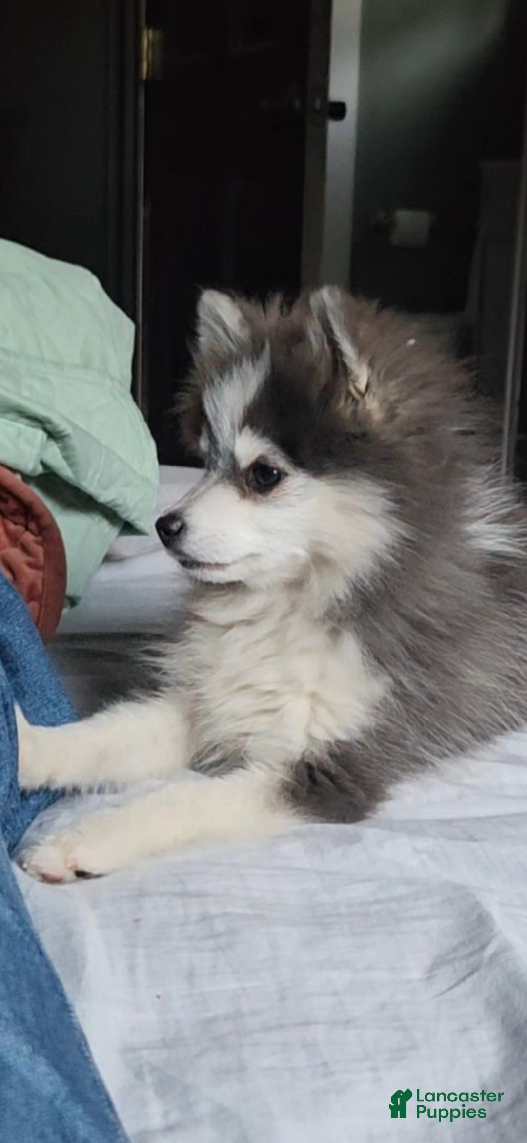 Pomsky dogs for sale: Periwinkle - Ad 1