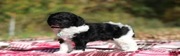 Miniature Poodle dogs for sale: Joey (AKC) - Ad 5