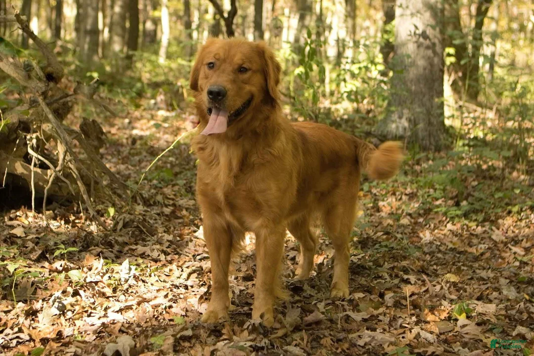 Golden Retriever dogs for sale: Misty - Ad 3
