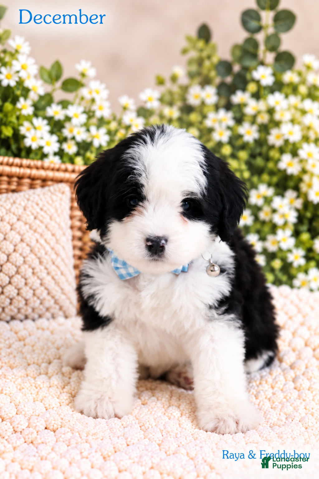 Bernedoodle dogs December  - Ad 1