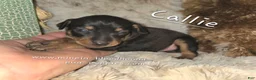 Miniature Pinscher dogs for sale: Callie black tan - Ad 2