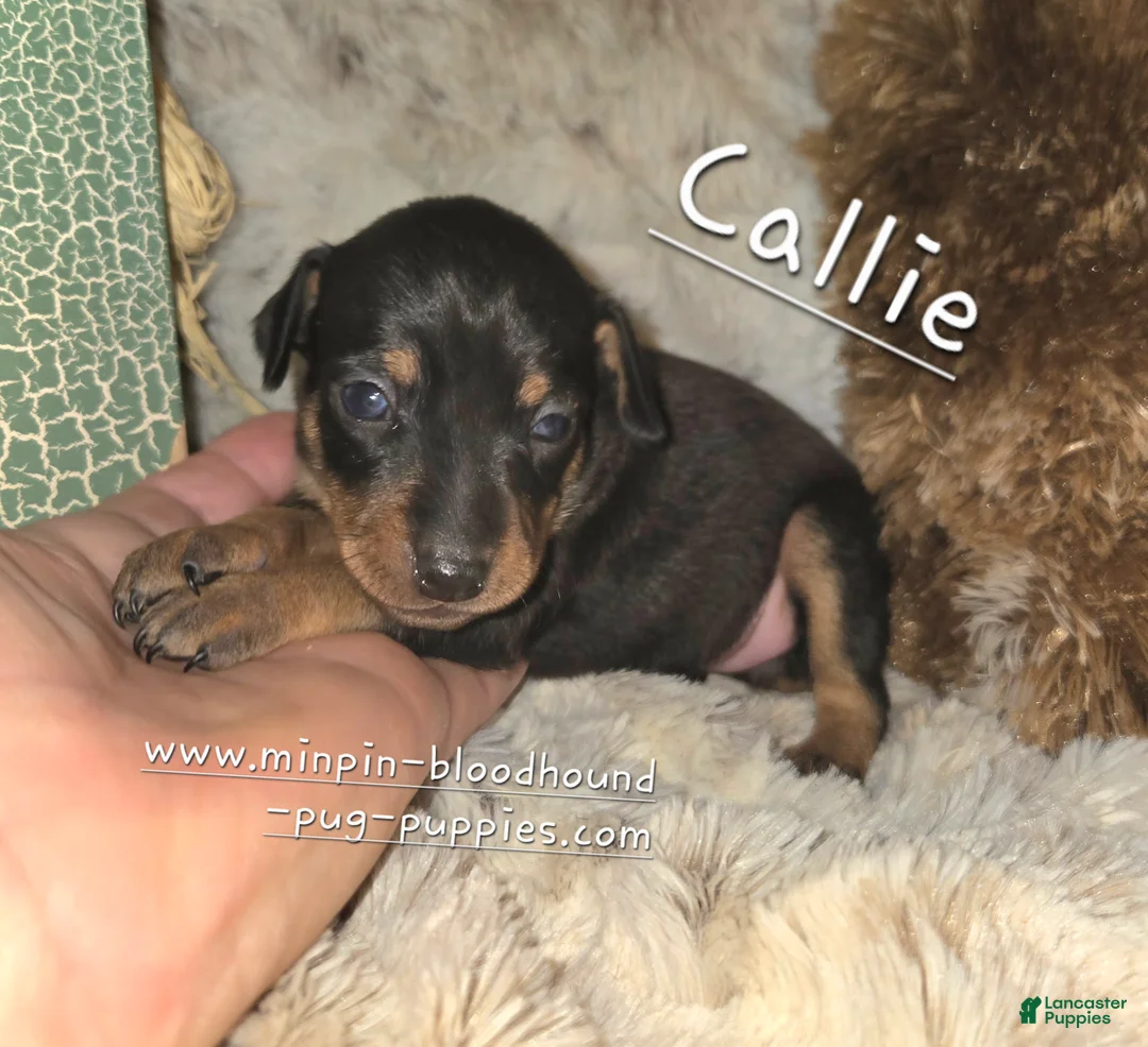 Miniature Pinscher dogs for sale: Callie black tan - Ad 2