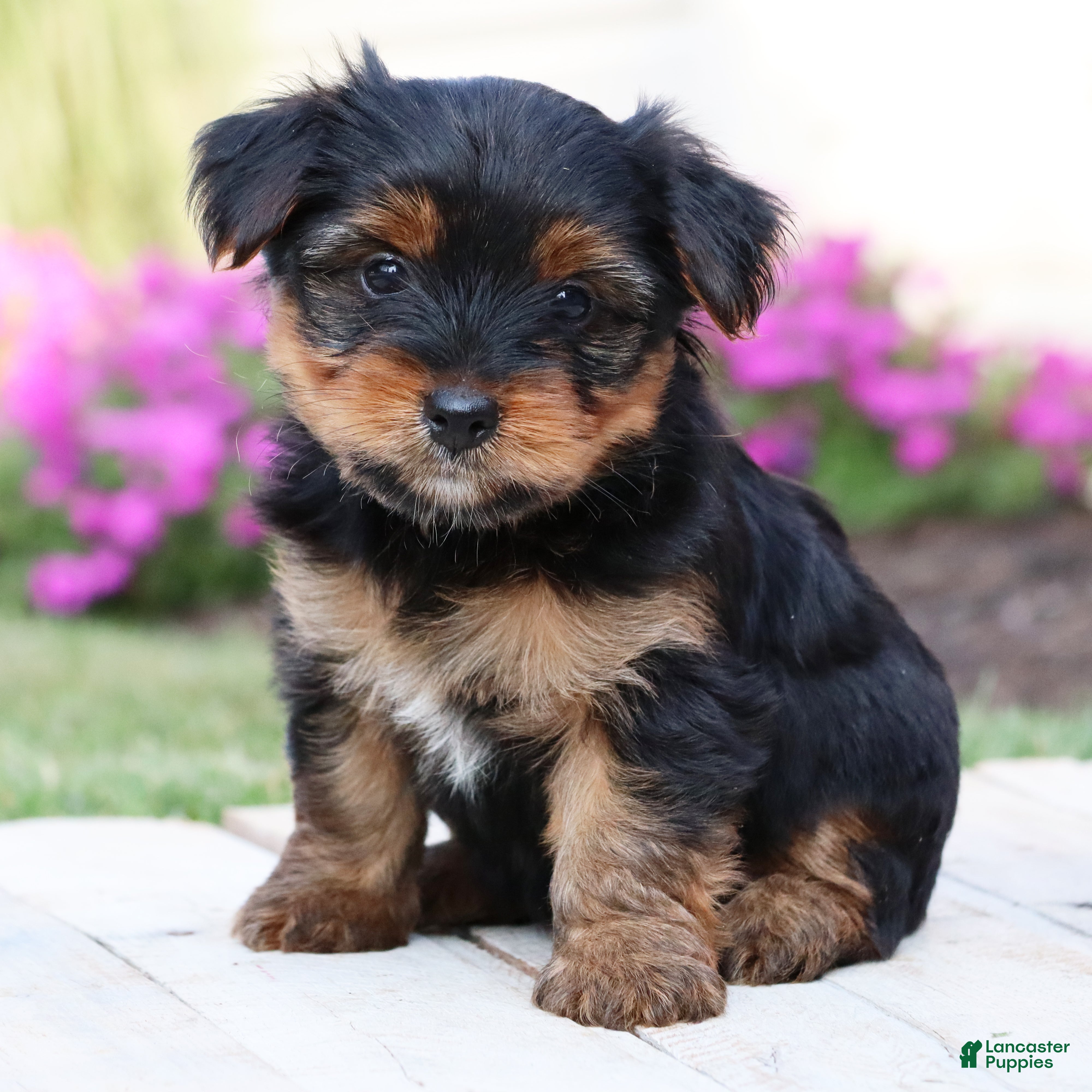 Yorkshire Terrier dogs Latte - Ad 1