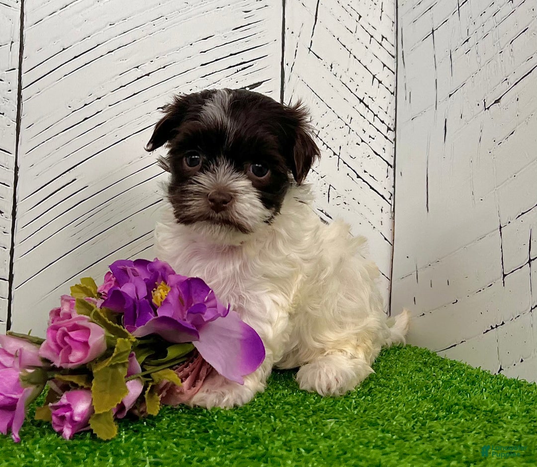 Havanese dogs for sale: Annie - Ad 7