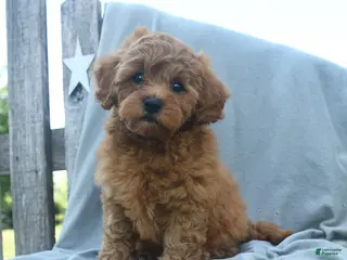 Cavapoo dogs for sale: Dixie - Ad 2