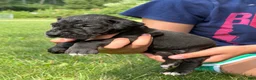 Great Dane dogs for sale: Cheyenne - Ad 4