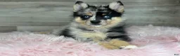 Pomsky dogs for sale: Savannah - Ad 3