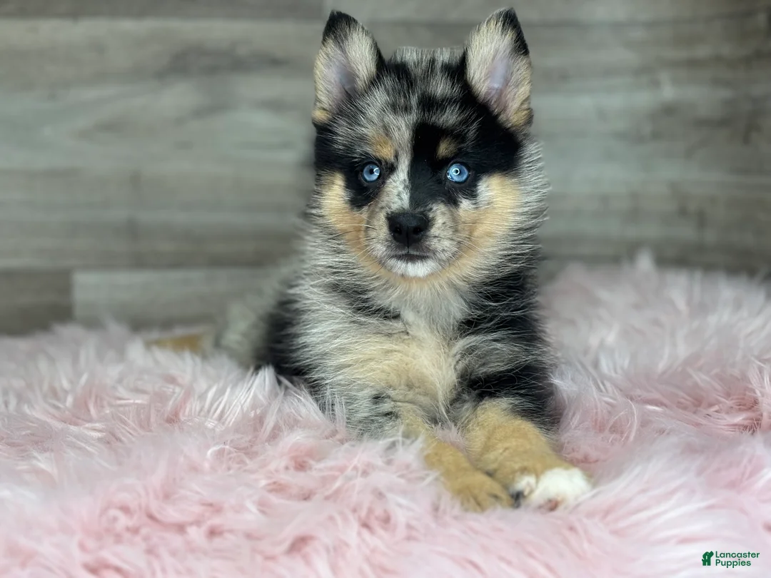 Pomsky dogs for sale: Savannah - Ad 3