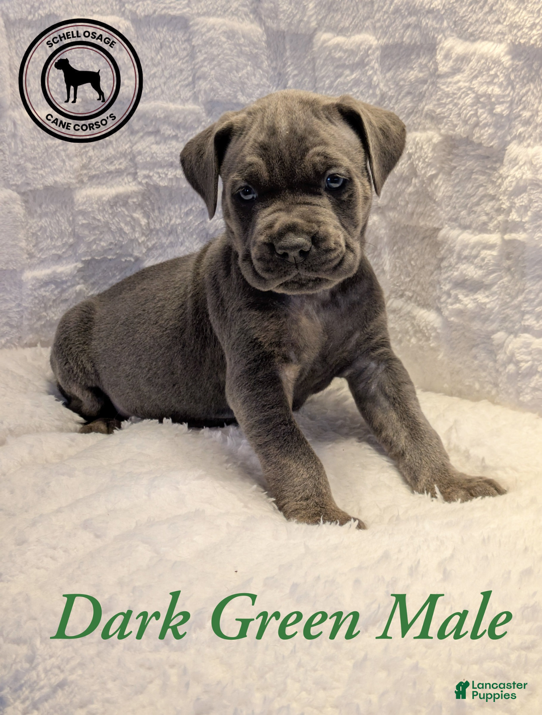 Cane Corso dogs for sale: Pink - Ad 14