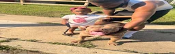 American Bully dogs for sale: American Bully 1 - Ad 2