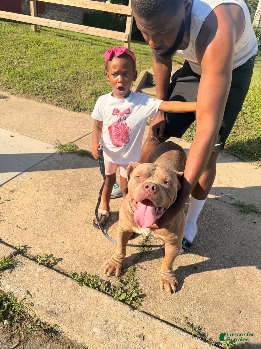 American Bully dogs for sale: American Bully 1 - Ad 2