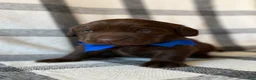 Labrador Retriever dogs for sale: Bruno - Ad 3