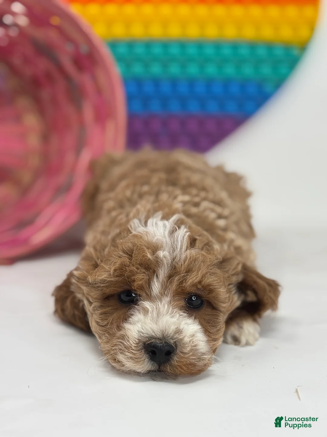 Mini Goldendoodle dogs for sale: Delilah - Ad 3