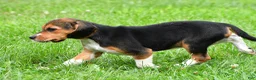 Beagle dogs for sale: Vicki - Ad 8