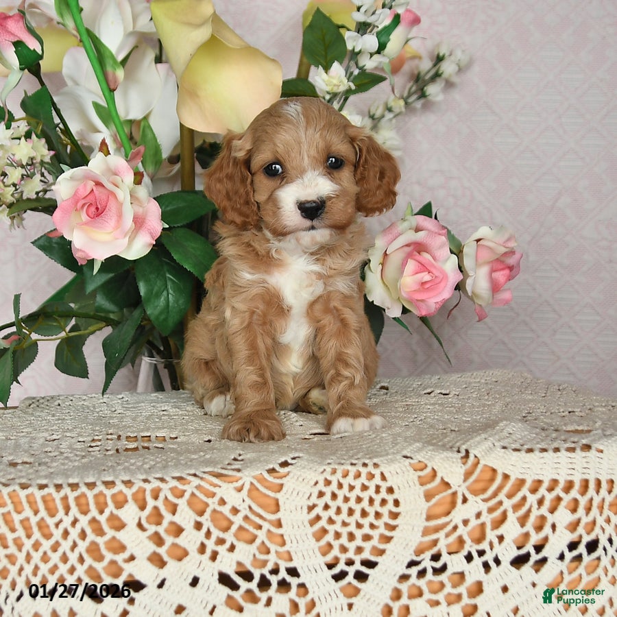 Cavapoo dogs Jubilee - Ad 7