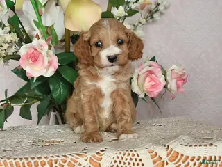 Cavapoo dogs Jubilee - Ad 7