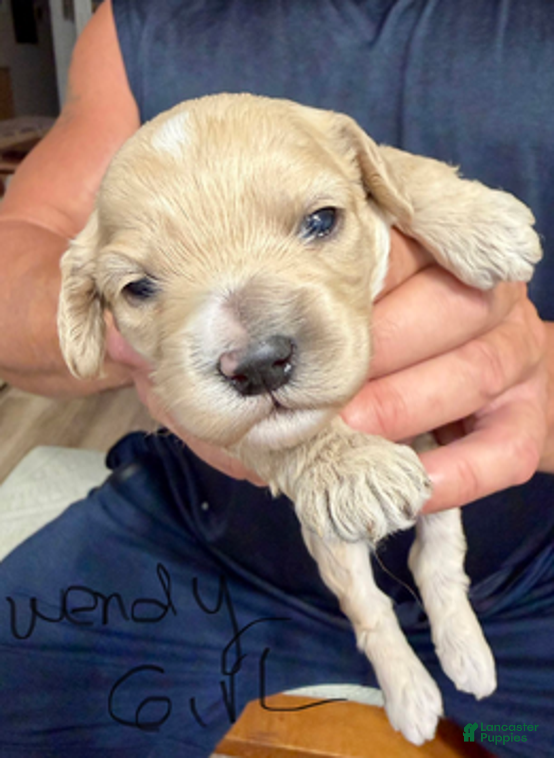 Cockapoo dogs for sale: Wendy G1 - Ad 5