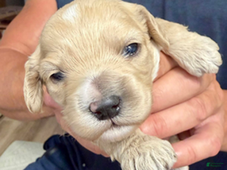 Cockapoo dogs - Ad 8