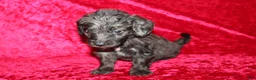 Doxiepoo dogs for sale: Doxiepoo Mia - Ad 4