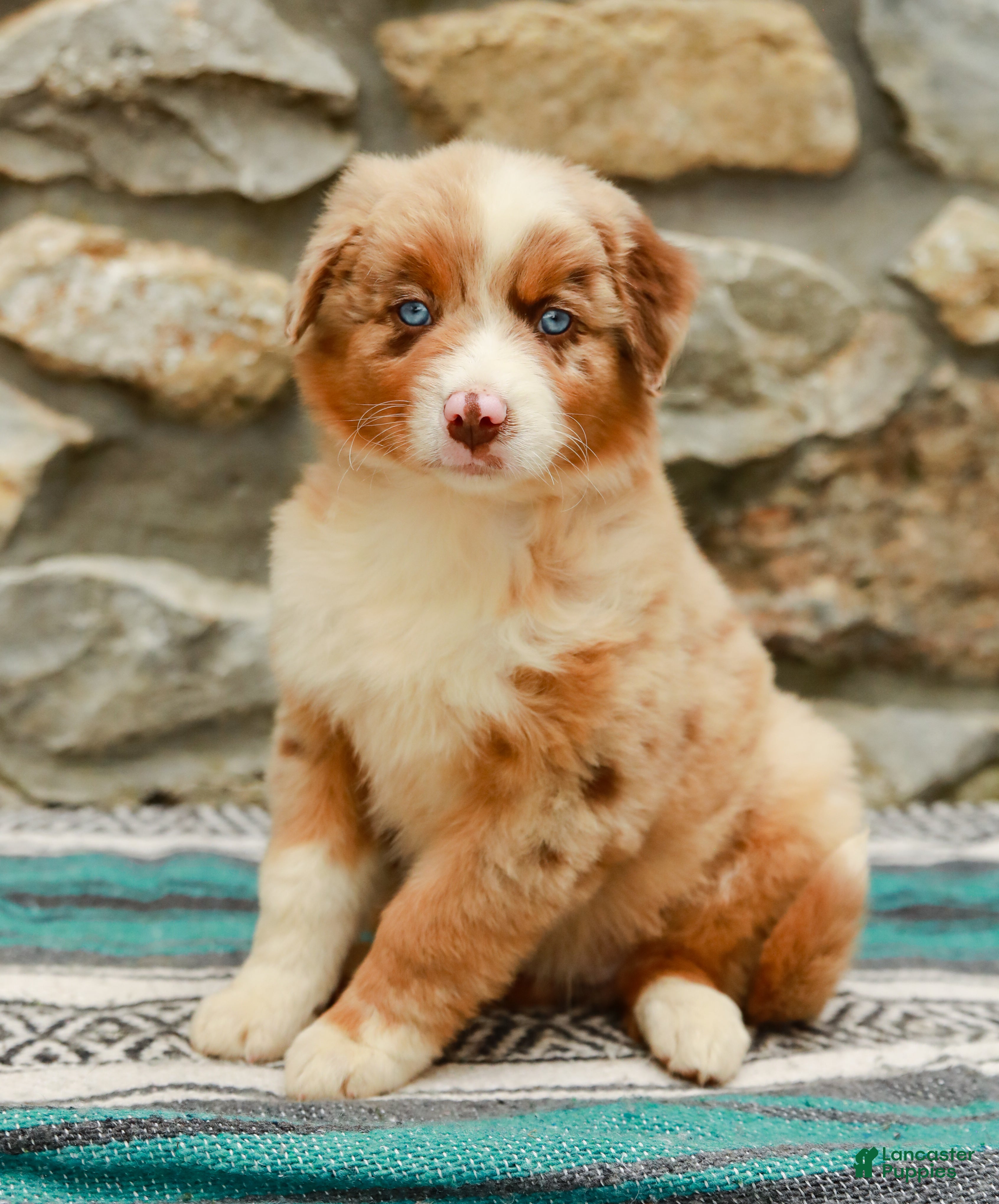 Australian Shepherd dogs Fern - Ad 2